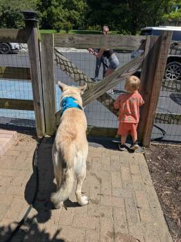 Gary “Legs” Potato -  Shepherd Dog for Adoption in Germantown, Ohio - Gary “Legs” Potato | PetCurious