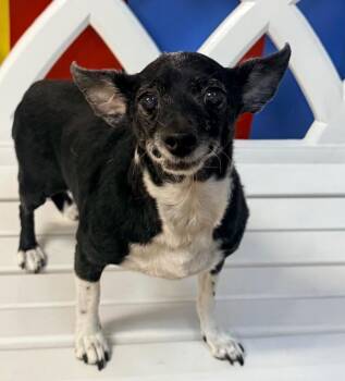 Parsnip -  Chihuahua Dog for Adoption in Ocala, Florida - Parsnip | PetCurious