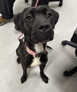 Rescue Pit Bull Terrier Dogs for Adoption in Indianapolis, Indiana - PRIME RIB | PetCurious