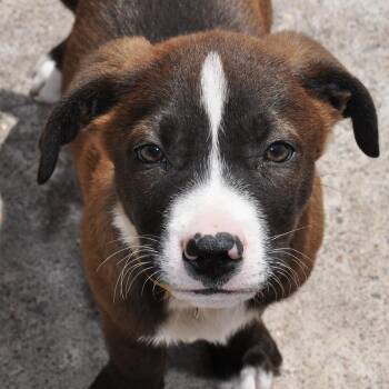 Ozzy -  Border Collie and Terrier Dog for Adoption in Rollingwood, Texas - Ozzy | PetCurious