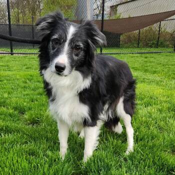 Border Collie Dogs Available for Adoption in Fort Wayne, Indiana - Harley | PetCurious