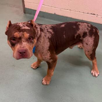 Montie -  Mixed Breed Dog for Adoption in Memphis, Tennessee - Montie | PetCurious