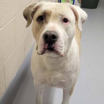 American Bulldog Dogs Available for Adoption - Whopper | PetCurious