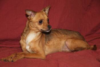 Dallas (Neutered) (Photos June 19th 2026) -  Chihuahua Dog for Adoption in Marietta, Ohio - Dallas (Neutered) (Photos June 19th 2026) | PetCurious