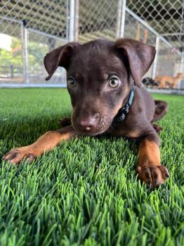 Rescue Mixed Breed Dogs for Adoption in New York, New York - Zahra | PetCurious