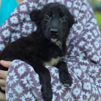 Tairn -  Mixed Breed Dog for Adoption in Orland Park, Illinois - Tairn | PetCurious