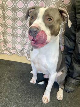 American Bully Dogs Available for Adoption in Washington Court House, Ohio - Thor | PetCurious