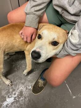 Shiba Inu and Mixed Breed Dogs Available for Adoption in Dyersburg, Tennessee - Boone | PetCurious