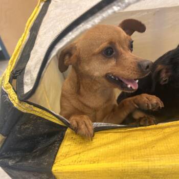 Mixed Breed Dogs Available for Adoption in Philadelphia, Pennsylvania - Bayo | PetCurious