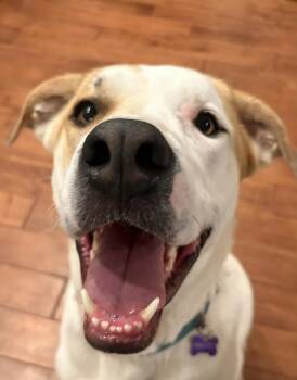 Maxey -  Hound Dog Available for Adoption in Center Square, Pennsylvania - Maxey | PetCurious
