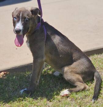 Husky Dogs Available for Adoption in Morrilton, Arkansas - Thunder | PetCurious