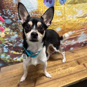 Rocky -  Chihuahua Dog for Adoption in Normal, Illinois - Rocky | PetCurious