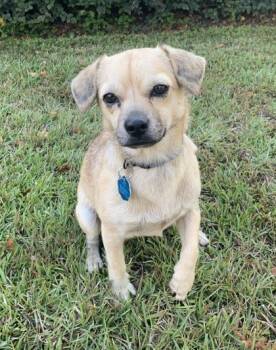 Rescue Chihuahua and Mixed Breed Dogs for Adoption in Columbia, South Carolina - Buddy | PetCurious