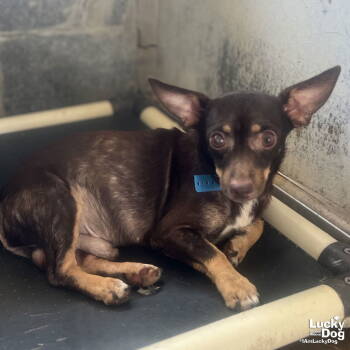 Rescue Chihuahua and Terrier Dogs for Adoption in Washington, District Of Columbia - Fisher | PetCurious