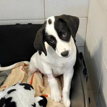 Daytona -  Mixed Breed Dog for Adoption in New York, New York - Daytona | PetCurious