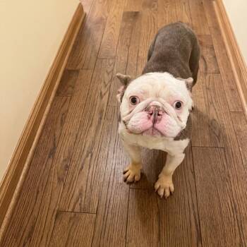 Fred 2059 -  French Bulldog Dog for Adoption in Boca Raton, Florida - Fred 2059 | PetCurious