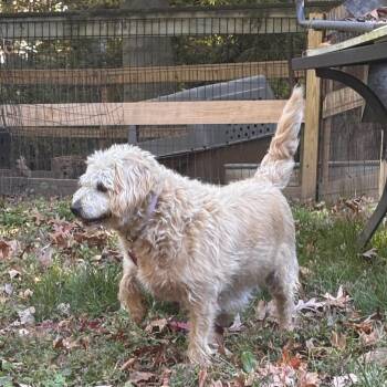 Lindsey -  Yellow Labrador Retriever and Miniature Poodle Dog for Adoption in West Chester, Pennsylvania - Lindsey | PetCurious