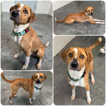 Loki -  Mixed Breed Dog for Adoption in Melbourne, Kentucky - Loki | PetCurious