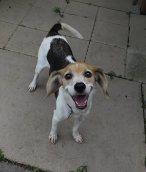 Chia -  Beagle Dog for Adoption in Prairieville, Louisiana - Chia | PetCurious