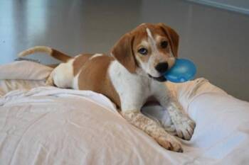 Barney -  Beagle and Mixed Breed Dog for Adoption in Kansas City, Missouri - Barney | PetCurious