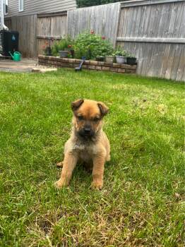 Maple -  Mixed Breed Dog for Adoption in Saskatoon, Saskatchewan - Maple | PetCurious