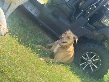 Labrador Retriever and Mountain Cur Dogs Available for Adoption in Holly Springs, Mississippi - Poodie | PetCurious