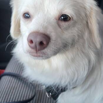 Spaniel Dogs Available for Adoption in East Hartford, Connecticut - Snowball | PetCurious