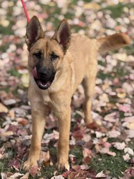 Rescue Belgian Shepherd Malinois and German Shepherd Dog Dogs for Adoption in Springfield, Illinois - Peach Cobble | PetCurious