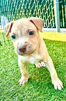 Pennyroyal -  American Bulldog and Mixed Breed Dog for Adoption in Cape Coral, Florida - Pennyroyal | PetCurious