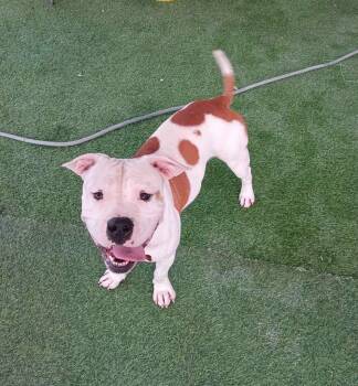 Duke-a-Roni -  Terrier and American Staffordshire Terrier Dog for Adoption in Houston, Texas - Duke-a-Roni | PetCurious