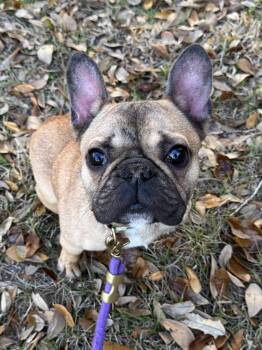 French Bulldog Dogs Available for Adoption - Wilson | PetCurious
