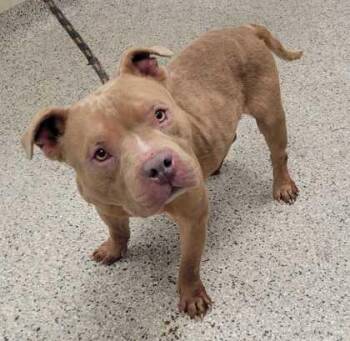 Philbert -  Pit Bull Terrier and Mixed Breed Dog for Adoption in Kansas City, Missouri - Philbert | PetCurious