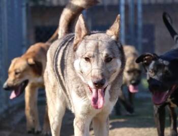 Shepherd and Mixed Breed Dogs Available for Adoption in Irving, Texas - Nanook | PetCurious