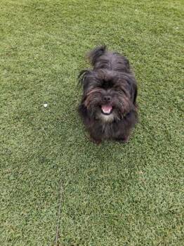 Lil Jelly Donut - 2 -  Yorkshire Terrier and Mixed Breed Dog Available for Adoption in Daytona Beach, Florida - Lil Jelly Donut - 2 | PetCurious