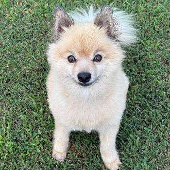 Smokey -  Pomeranian Dog for Adoption in Hopkinton, Massachusetts - Smokey | PetCurious