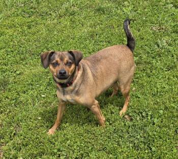 Rescue Pug and Chihuahua Dogs for Adoption in Terre Haute, Indiana - Cocoa -24 Lbs | PetCurious