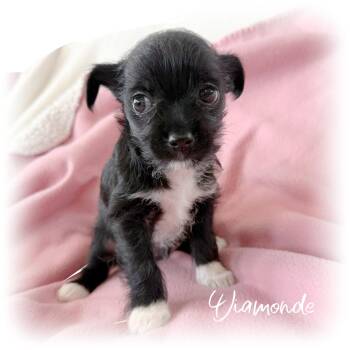 Diamonde -  Terrier and Chiweenie Dog for Adoption in Tulsa, Oklahoma - Diamonde | PetCurious