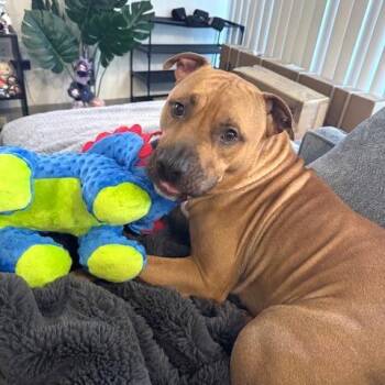 Pit Bull Terrier Dogs Available for Adoption - Benny | PetCurious