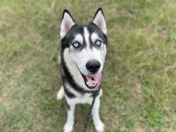 Siberian Husky Dogs Available for Adoption - EKANS | PetCurious