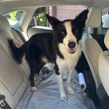 King -  Border Collie Dog for Adoption in The Woodlands, Texas - King | PetCurious