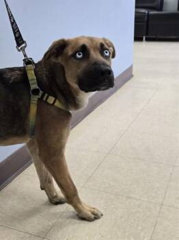 JEWEL -  German Shepherd Dog and Mixed Breed Dog for Adoption in Killeen, Texas - JEWEL | PetCurious