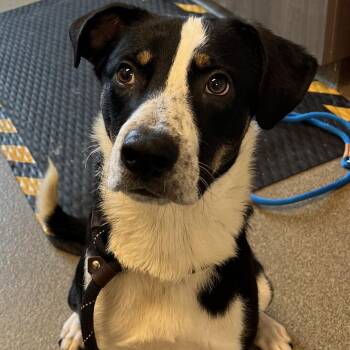 Eeyore -  Smooth Collie Dog for Adoption in Council Bluffs, Iowa - Eeyore | PetCurious