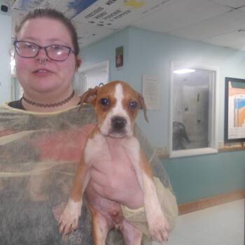 Doyle -  Coonhound and Mixed Breed Dog for Adoption in Franklin, North Carolina - Doyle | PetCurious