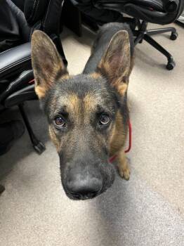 German Shepherd Dog Dogs Available for Adoption in Troy, Ohio - Jeager/ Axle | PetCurious
