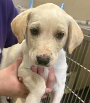 Mixed Breed Dogs Available for Adoption - Cash | PetCurious