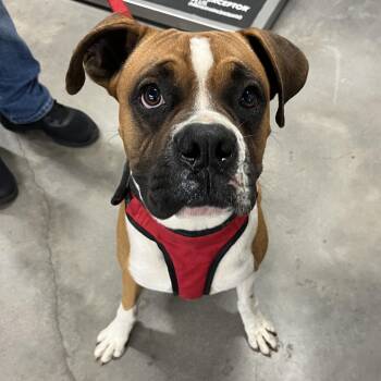Boxer Dogs Available for Adoption in Tampa, Florida - Asher | PetCurious