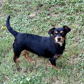 Tilly 26-06-151 -  Chihuahua and Miniature Dachshund Dog for Adoption in Bastrop, Texas - Tilly 26-06-151 | PetCurious