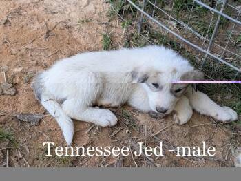 Tennessee Jed -  Great Pyrenees Dog Available for Adoption in Milton, Georgia - Tennessee Jed | PetCurious