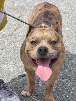 Pit Bull Terrier Dogs Available for Adoption in Lawrenceville, Georgia - Pen 130c Valentino | PetCurious