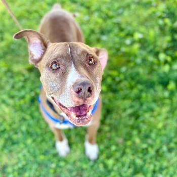 Callie -  Pit Bull Terrier Dog for Adoption in Glenwood Springs, Colorado - Callie | PetCurious